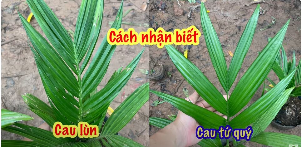 Cách phân biệt Cau tứ quý, Cau lùn giống bán trên thị trường