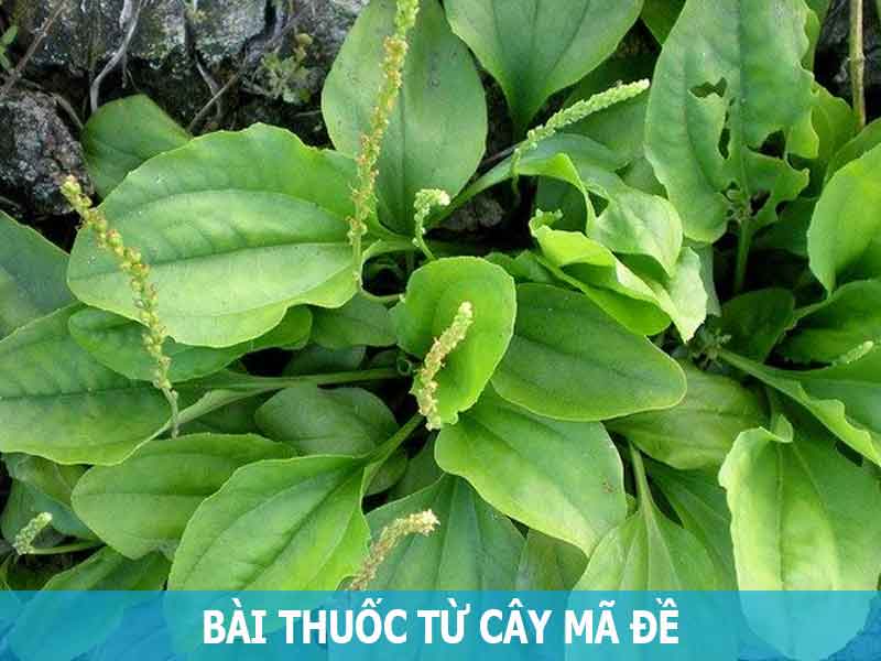 bài thuốc từ cây mã đề