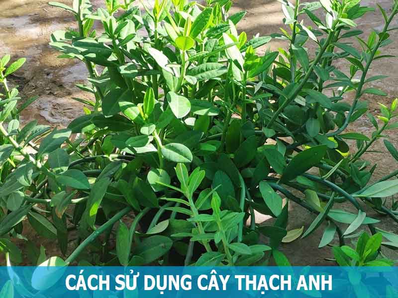 cách sử dụng cây thạch anh