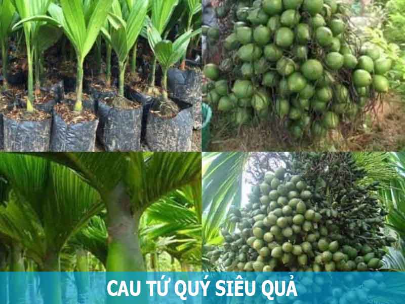 cây cau tứ quý siêu quả