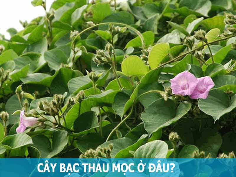 cây bạc thau mọ ở đâu