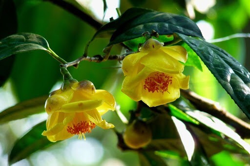 Đặc điểm trà hoa vàng Ba Chẽ Quảng Ninh