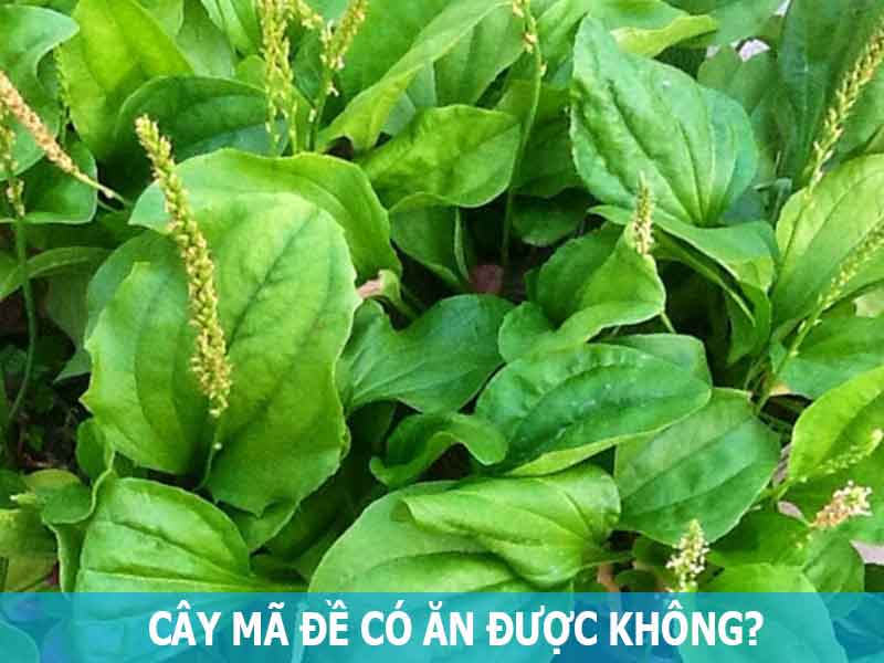 cây mã đề có ăn được không