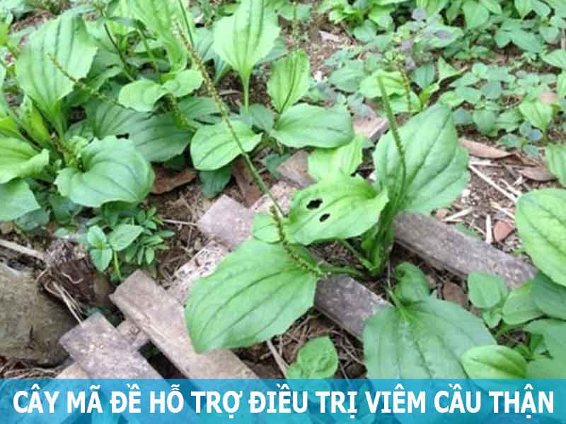 cây mã đề hỗ trợ điều trị viêm cầu thận