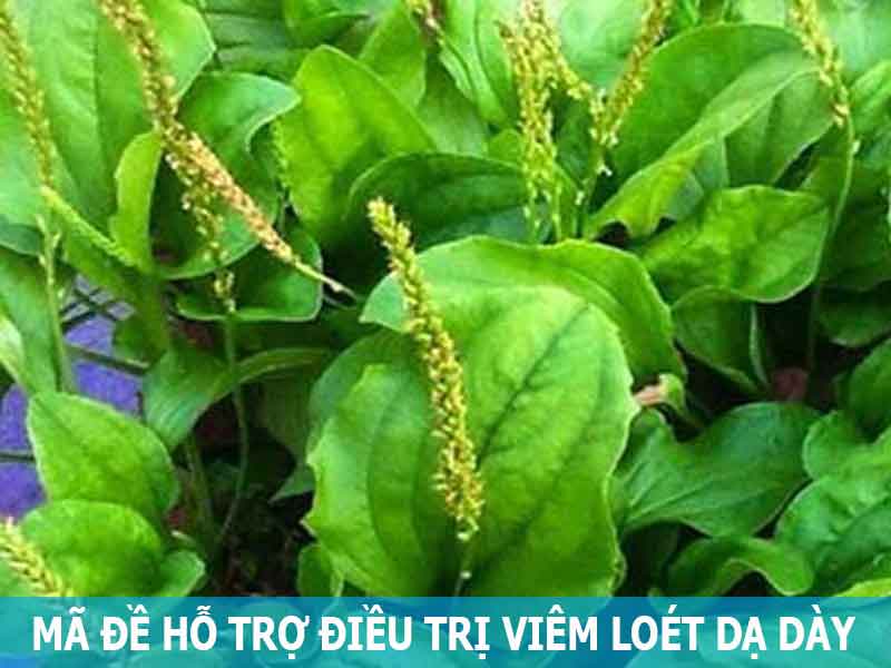 cây mã đề hỗ trợ điều trị viêm loét dạ dày