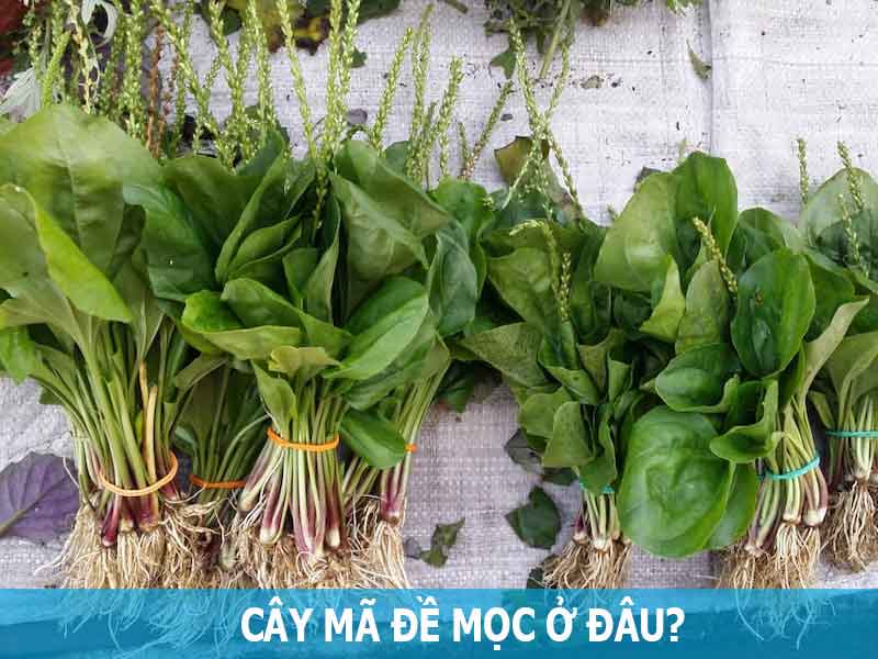 cây mã đề mọc ở đâu