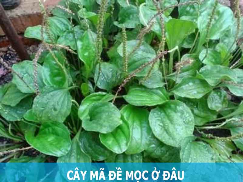 cây mã đề mọc ở đâu