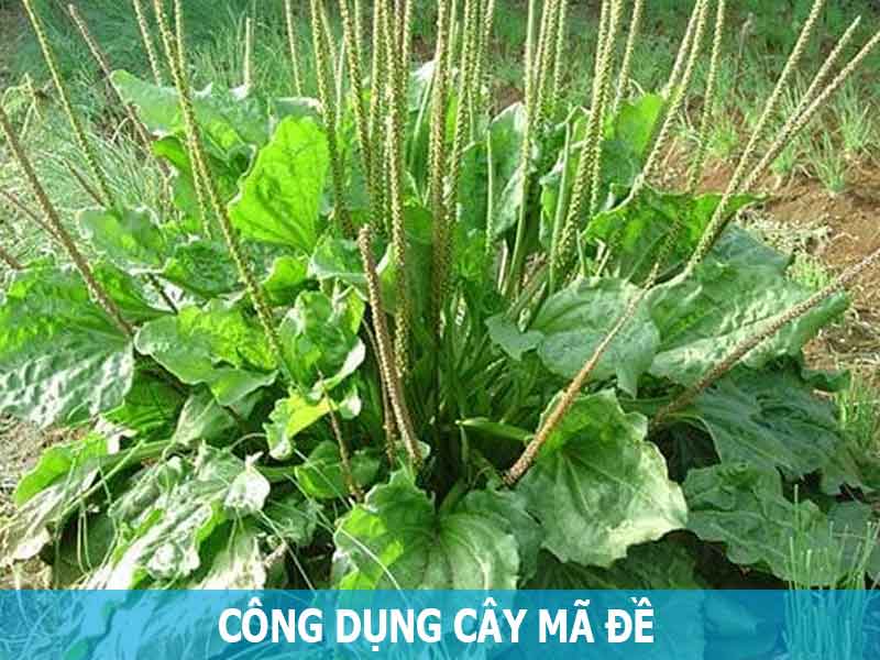 công dụng cây mã đề