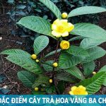 Cách trồng và chăm sóc cây trà hoa vàng Ba Chẽ Quảng Ninh