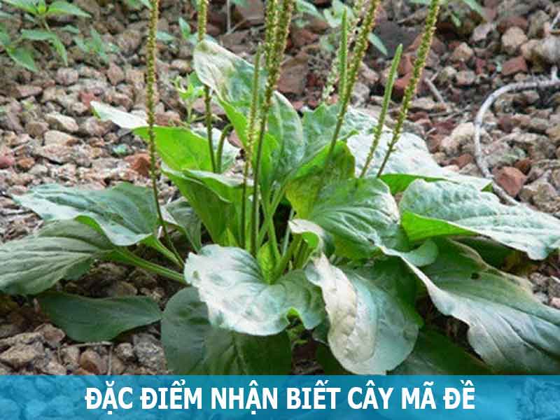 đặc điểm nhận biết cây mã đề