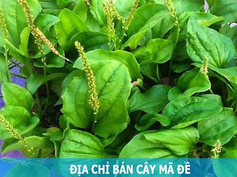 địa chỉ bán cây mã đề