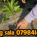 Giá bán cây giống Sala nhỏ và Sala lớn