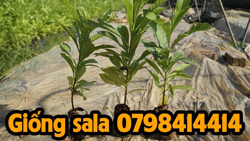 Giá bán cây giống Sala nhỏ và Sala lớn
