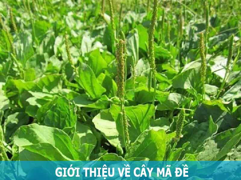 giới thiệu về cây mã đề