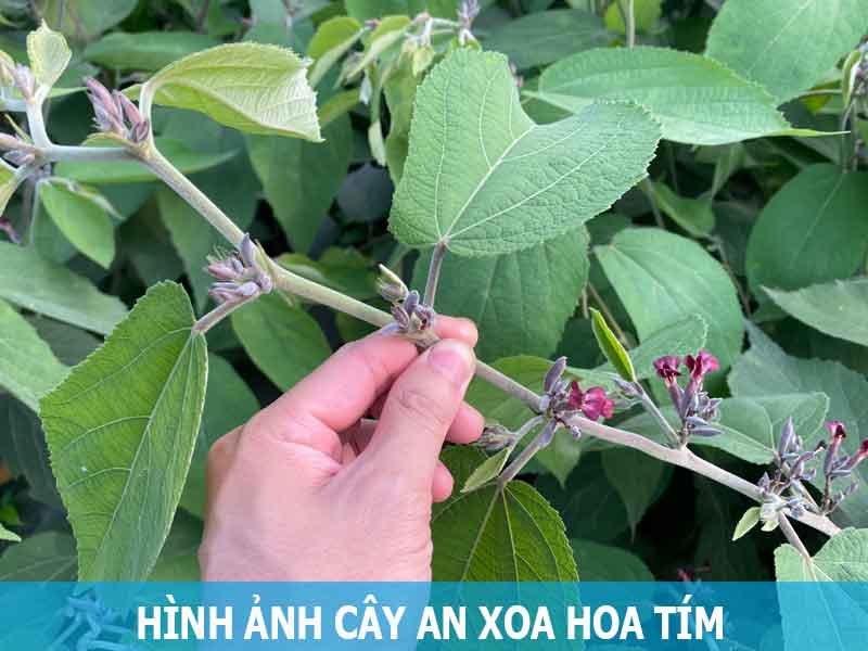 hình ảnh cây an xoa