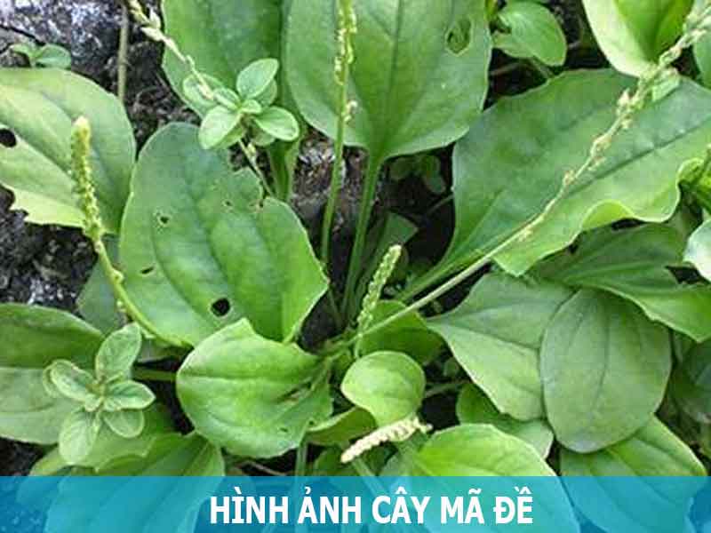 hình ảnh cây mã đề