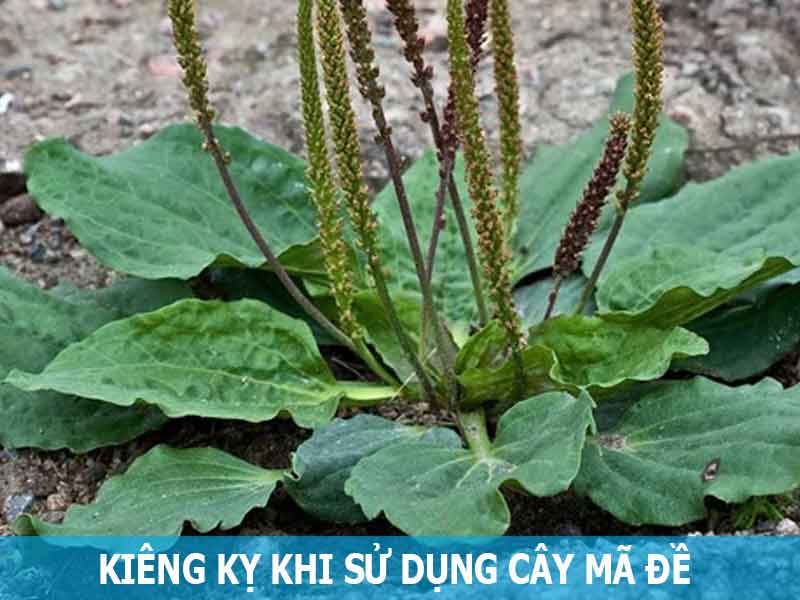 kiêng kỵ khi sử dụng cây mã đề