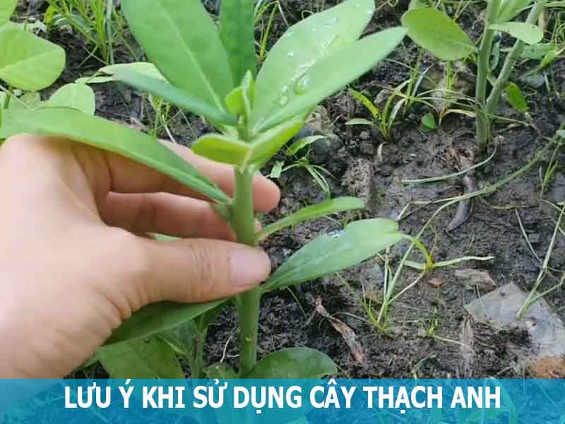 lưu ý khi sử dụng cây thạch anh