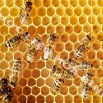 Những điều cần lưu ý khi sử dụng mật ong