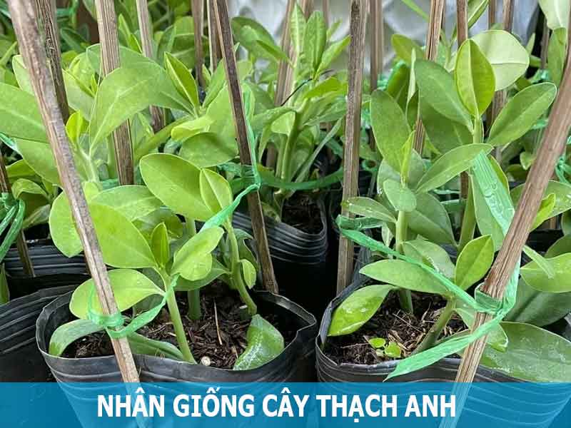 nhân giống cây thạch anh