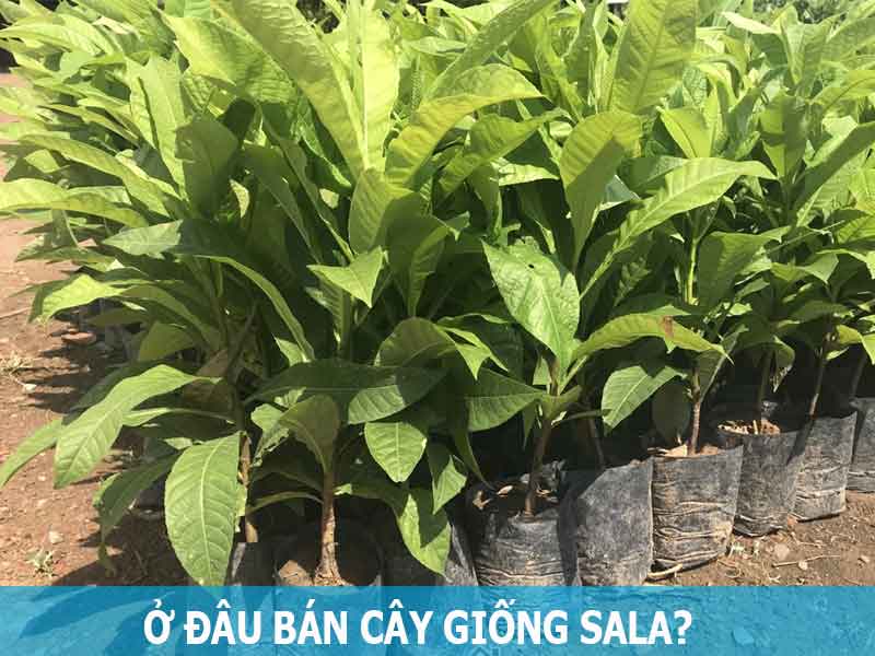 ở đâu bán cây giống sala