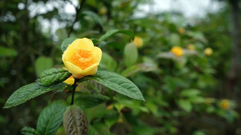 Địa chỉ bán cây giống trà hoa vàng ba chẽ Quảng Ninh