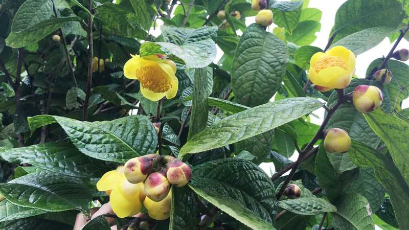 Giới thiệu về cây trà hoa vàng ba chẽ Quảng Ninh