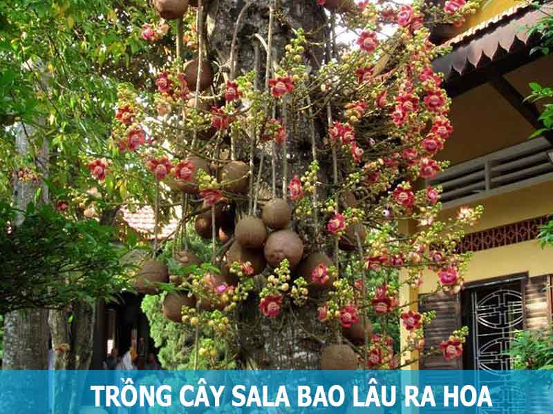 trồng cây sala bao lâu thì ra hoa