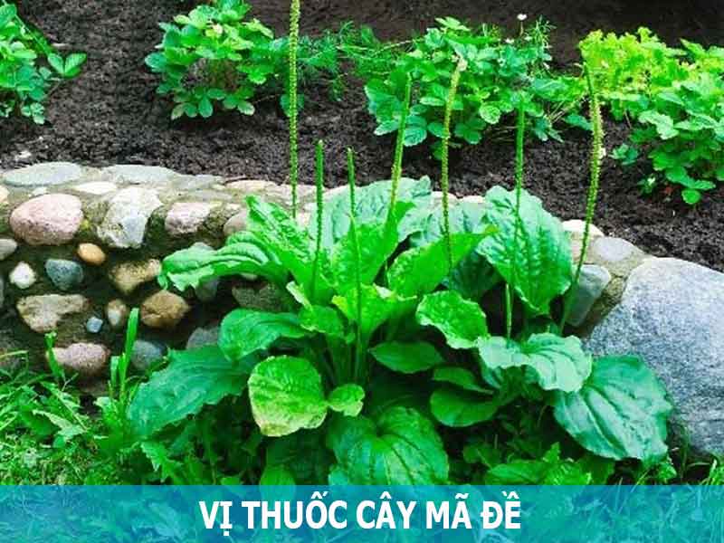 vị thuốc cây mã đề