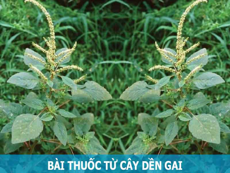 bài thuốc từ cây dền gai