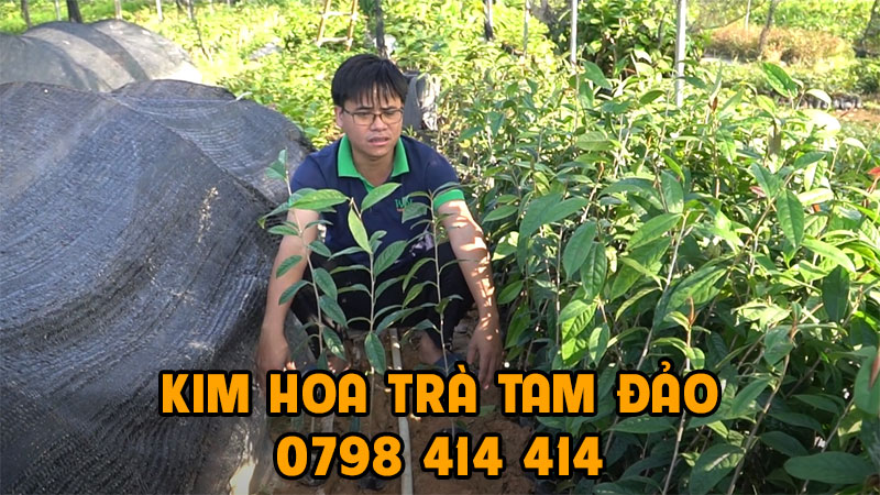 Bao nhiêu tiền 1 cây giống kim hoa trà