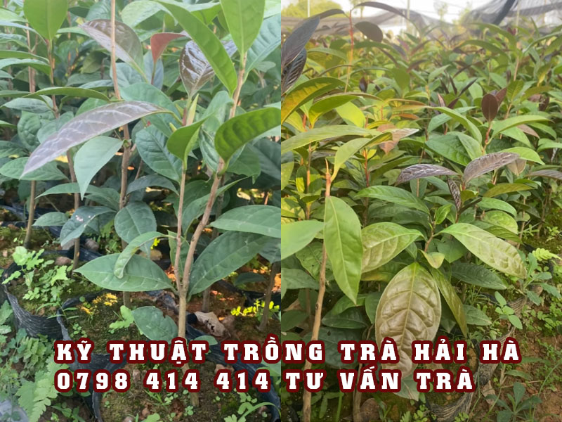 Cách trồng và chăm sóc cây trà hoa vàng Hải Hà Quảng Ninh