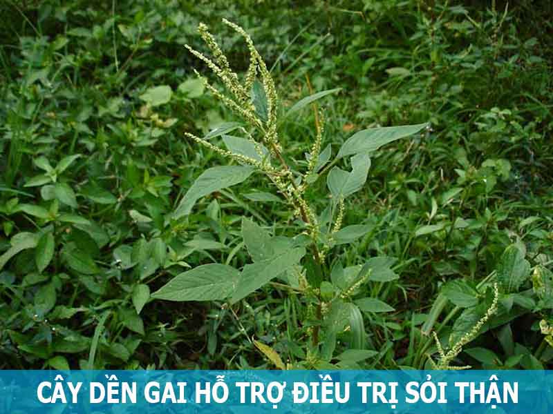 cây dền gai hỗ trợ điều trị sỏi thận