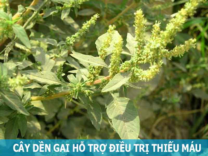 cây dền gai hỗ trợ điều trị thiếu máu