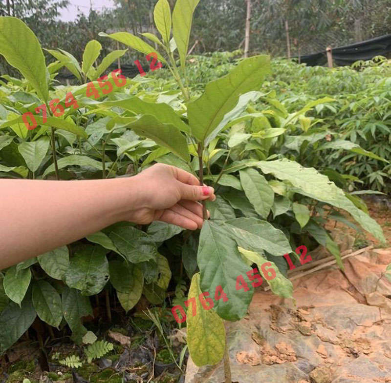 Mua Cây Sang Giống Uy Tín