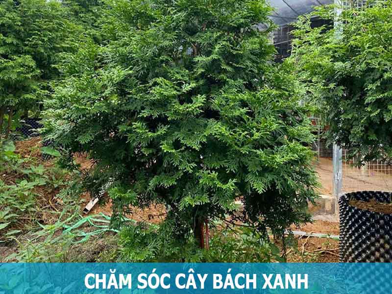 trồng và chăm sóc cây bách xanh