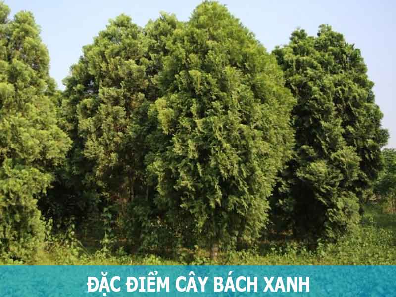 đặc điểm cây bách xanh