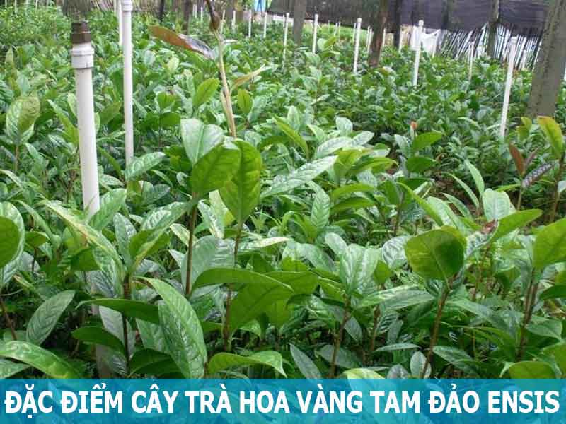 đặc điểm cây trà hoa vang tam đảo ensis