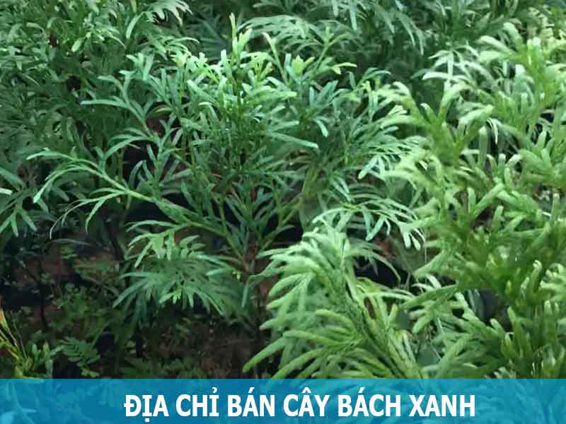 địa chỉ bán cây bách xanh