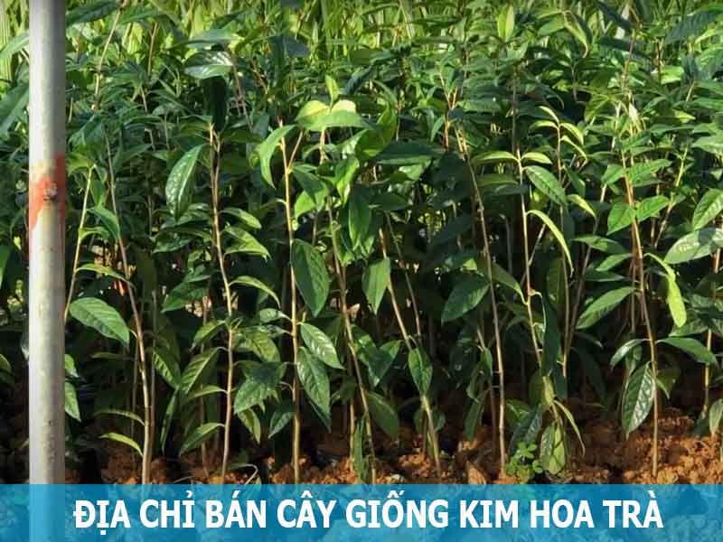 địa chỉ bán cây giống kim hoa trà