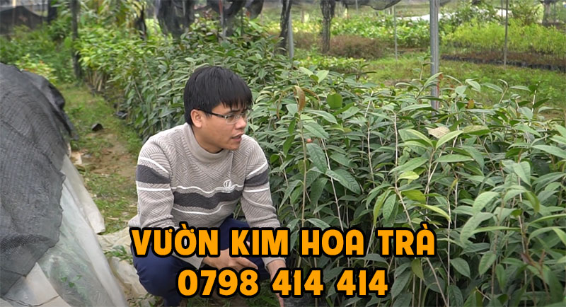 địa chỉ bán giống kim hoa trà