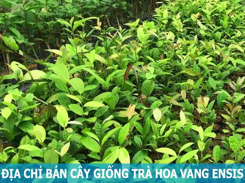 địa chỉ bán cây trà hoa vàng tam đảo ensis