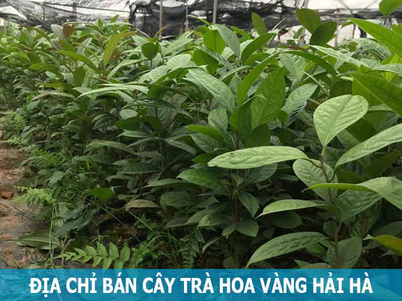 địa chỉ bán cây giống trà hoa vàng hải hà