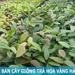 Giá cây giống trà Hải Hà Quảng Ninh mới nhất hiện nay