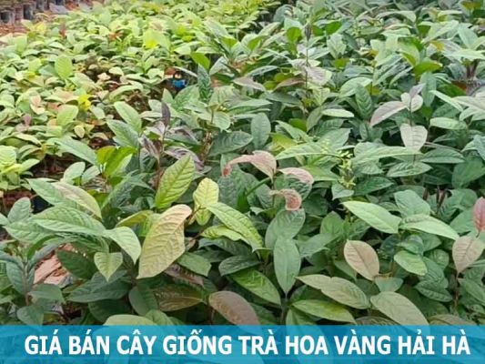 giá bán cây giống trà hoa vàng Hải Hà Quảng Ninh