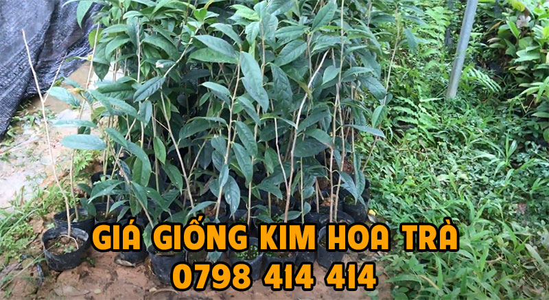 giá giống kim hoa trà