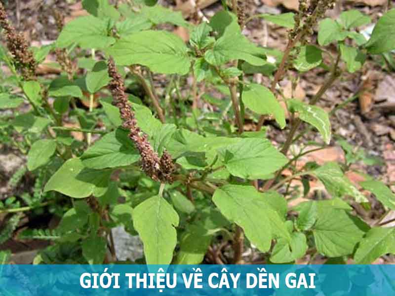 giới thiệu cây dền gai