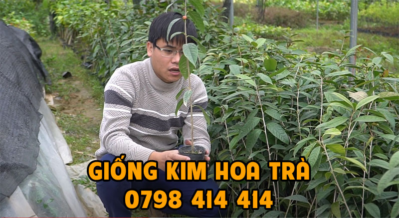 giống kim hoa trà