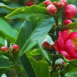 Cây Hải Đường Đỏ – Loại cây hoa phong thủy đẹp mang nhiều ý nghĩa