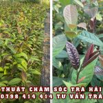 Cách trồng và chăm sóc cây giống trà hoa vàng Hải Hà Quảng Ninh